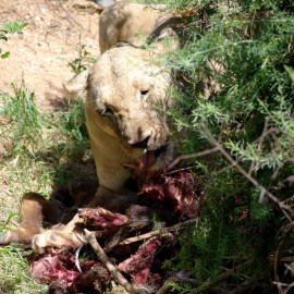 Spuntino della leonessa